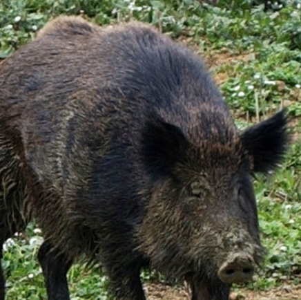 Cittadino castellano salva un cinghiale finito nel fosso