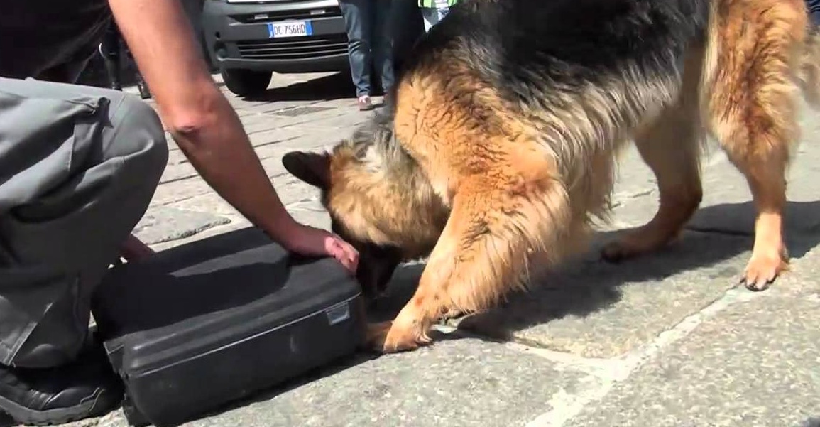 Cocaina al pub, arrestato il barista