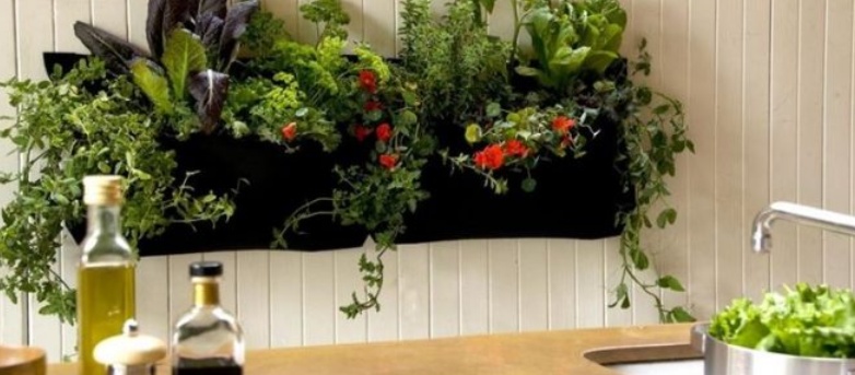 Come avere un orto in casa che sia perfettamente inodore