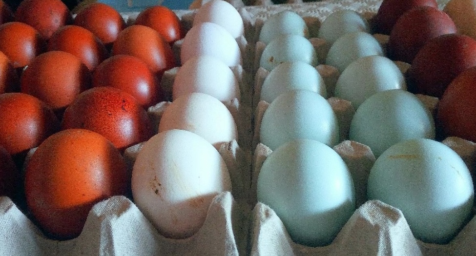 Come in Sud America le uova sono azzurre