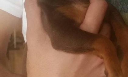 Cucciolo di Pincher cerca casa e amore