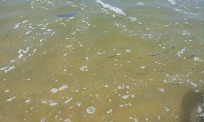 Denunciato colpevole inquinamenti nel Mella