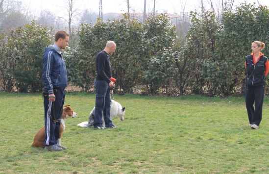 Educare il cane con intelligenza, arriva il corso