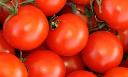 Elogio dei pomodori, straordinari contro i tumori