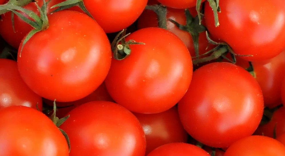 Elogio dei pomodori, straordinari contro i tumori