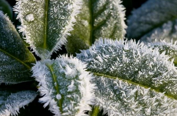 Gelo, dimezzate le consegne di frutta  e verdura