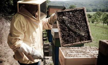 Gelate tardive, danni a vigneti e miele