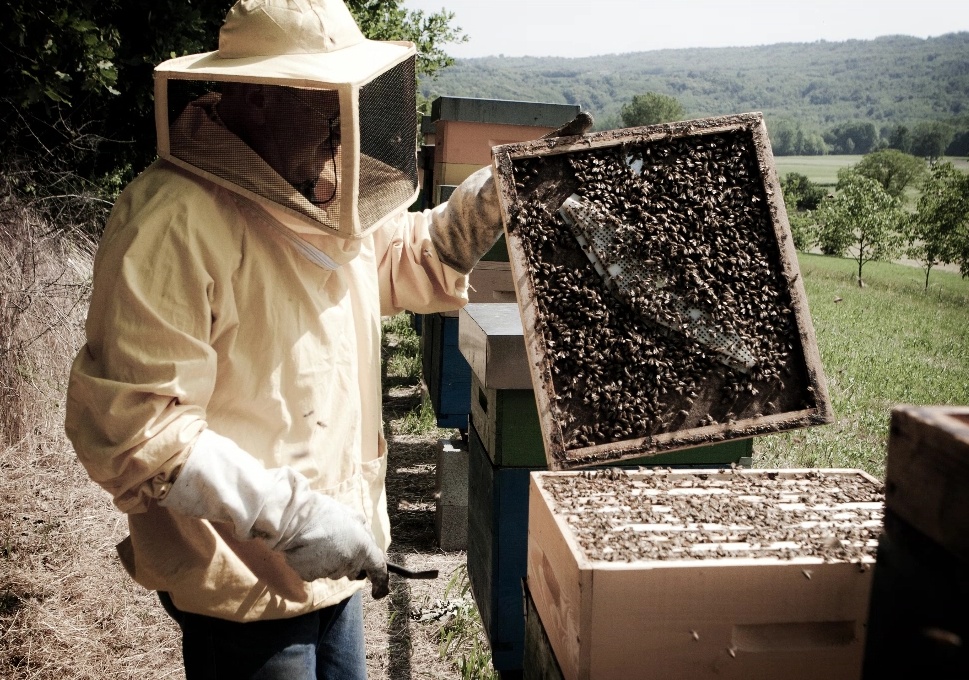 Continua a piovere e le api hanno fame, l’allarme lanciato da Coldiretti