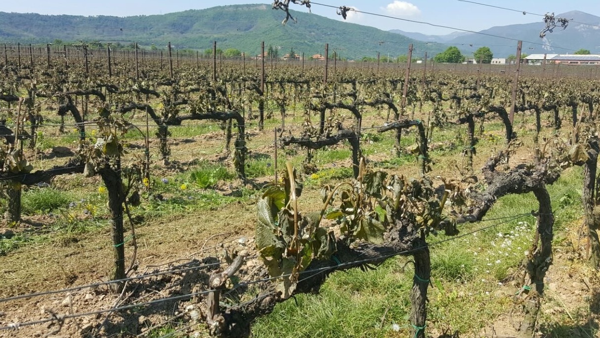 Gelo a Brescia, danni ai vigneti bresciani