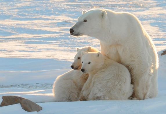 Prima neve in arrivo sul lago di Garda