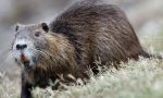 Ghedi dichiara guerra alla nutria