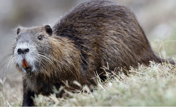Ghedi dichiara guerra alla nutria