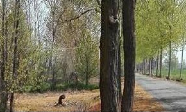 Glifosato, braccio di ferro in Europa sul’erbicida utilizzato anche nella bassa bresciana