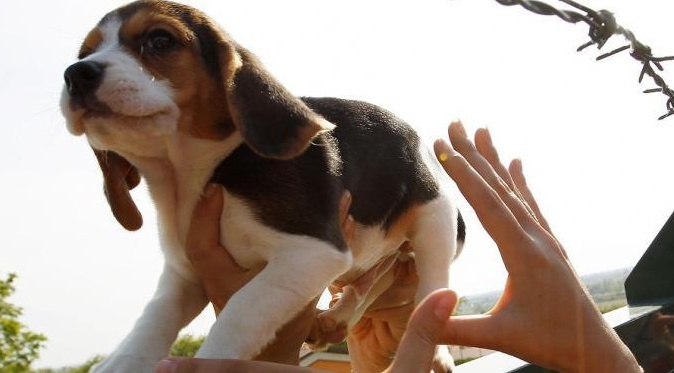 Green Hill, il 3 ottobre il processo in Cassazione