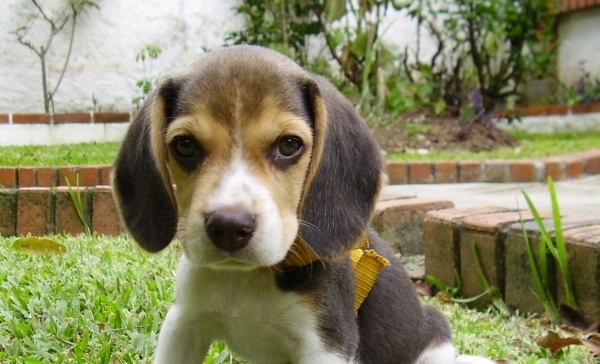 Green Hill, «eutanasia invece di curare i cani»