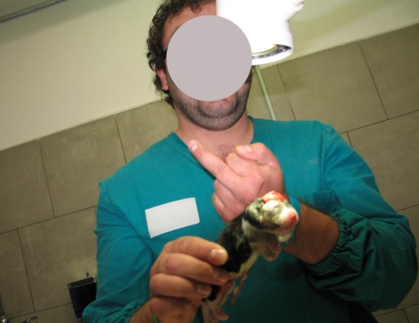 Scandalo Green Hill: si dovrà aspettare ottobre