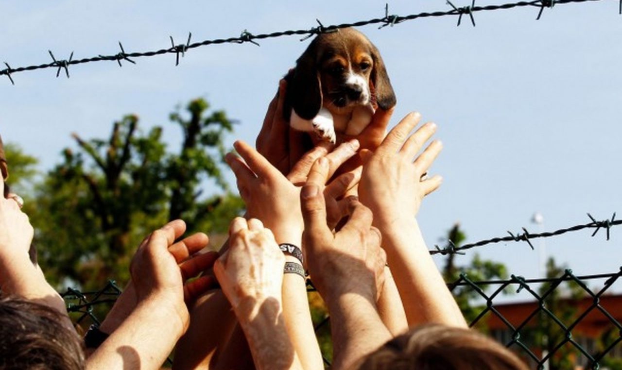 Green Hill, confermate le condanne agli animalisti