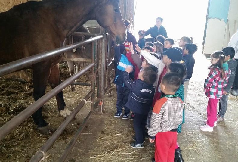 Grest indimenticabile? Al maneggio di Calcinatello