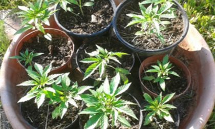 Hashish e piante di marijuana, tutto online