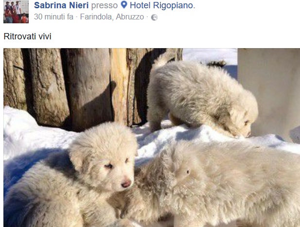 Hotel Rigopiano: Salvati i 3 cuccioli