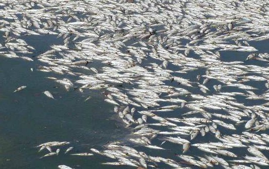 I pesci muoiono. Scovata azienda colpevole