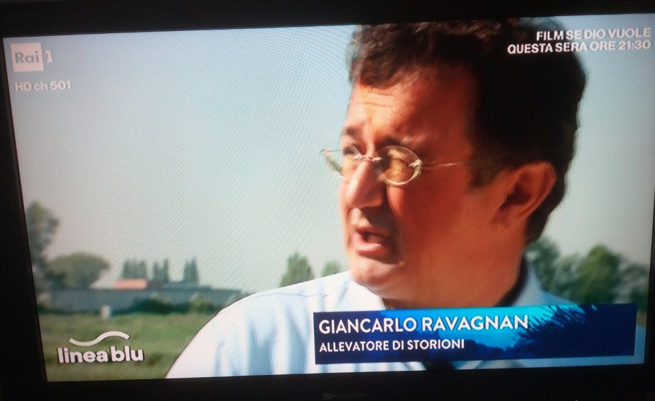 Il caviale di Calvisano su Rai1