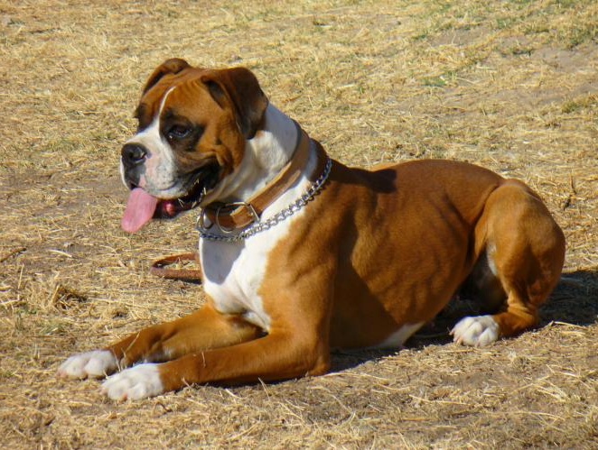 Salvato dal suo cane dopo un malore