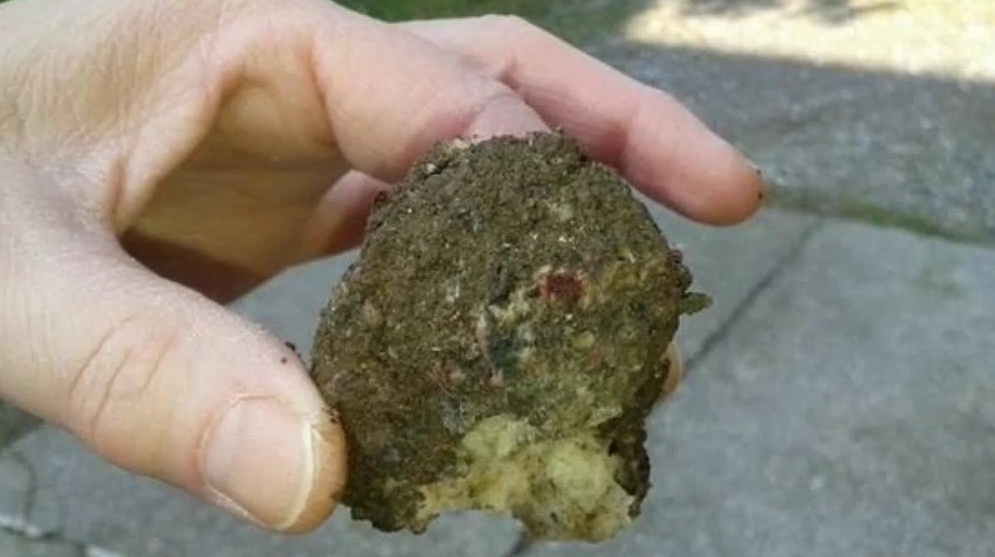 Ingozzano i cani di cibo per farli scoppiare