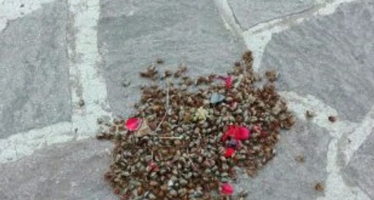 Insetti alieni: è allarme invasione