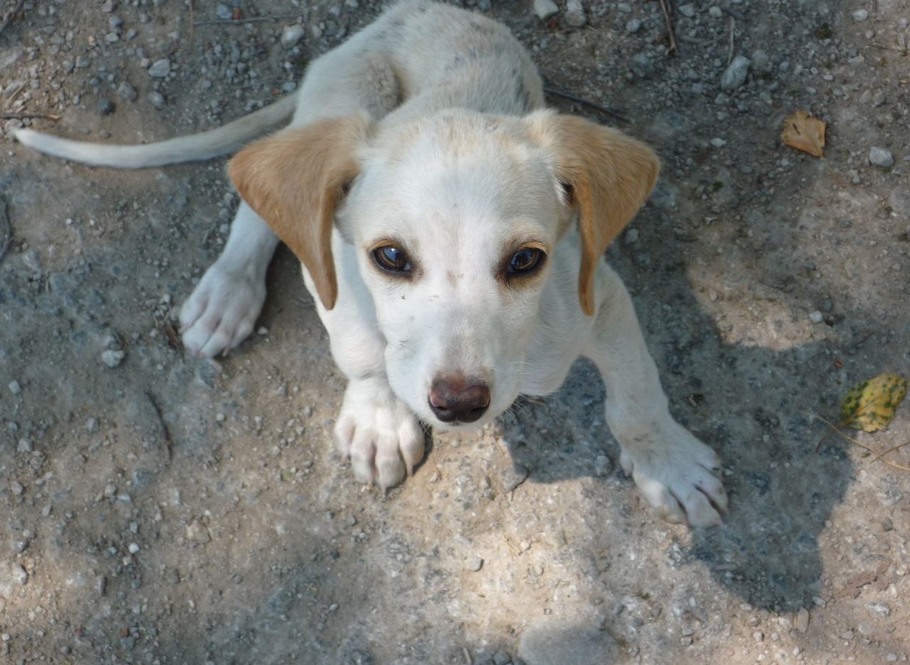 L’appello di Gloria: “Servono coperte per gli amici a 4 zampe”