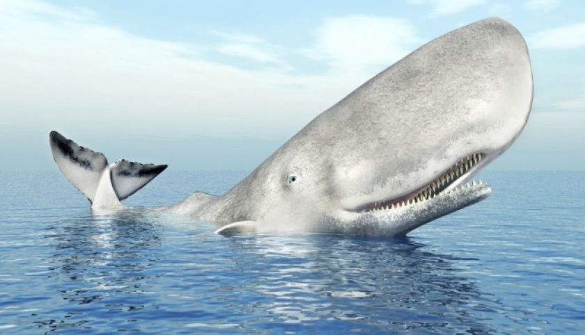 LA BALENA HA ANCORA FAME