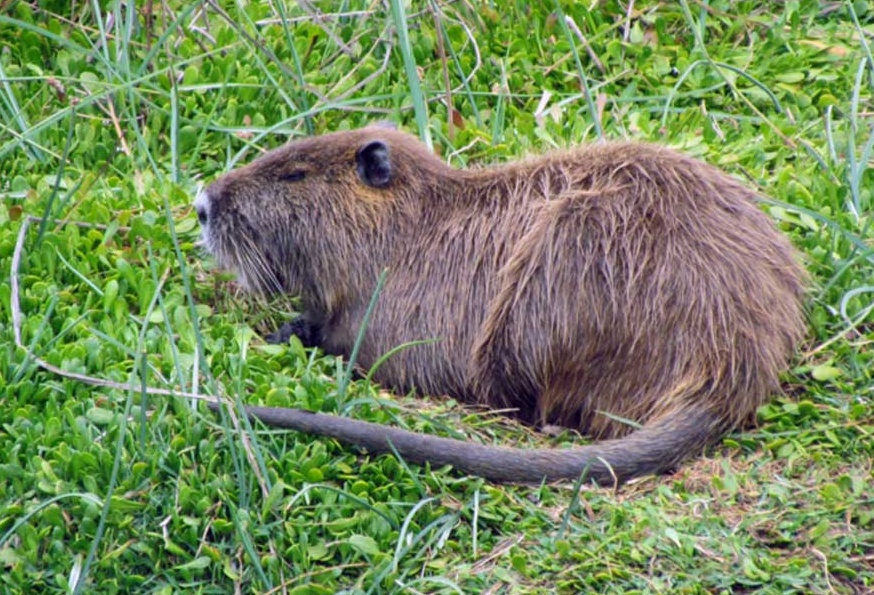 Mantova fa scuola per la questione nutrie
