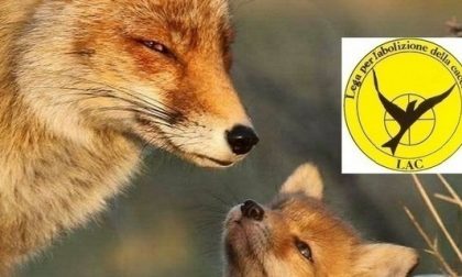 Lac contro il massacro delle volpi