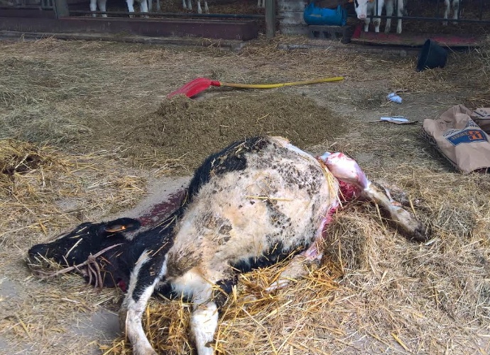 Le stalle degli orrori salgono a tre