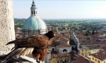 Lonato sceglie il bird control