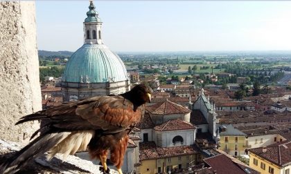 Lonato sceglie il bird control