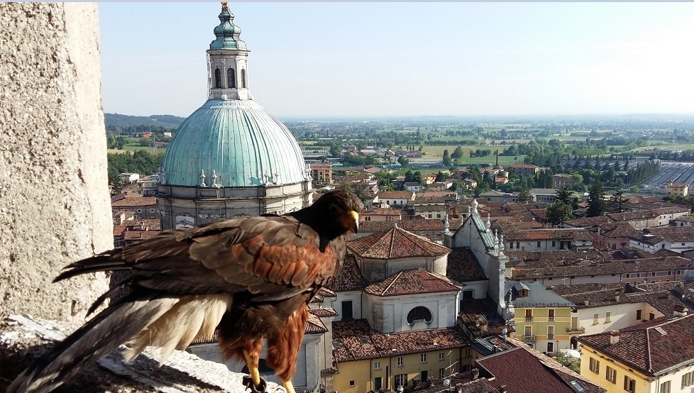 Lonato sceglie il bird control