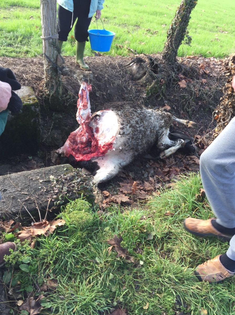 MUCCA SGOZZATA E SPOLPATA DAI LADRI… PER FAME?