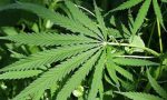 Marijuana in casa, arrestato un agente della Polizia Locale di Erbusco