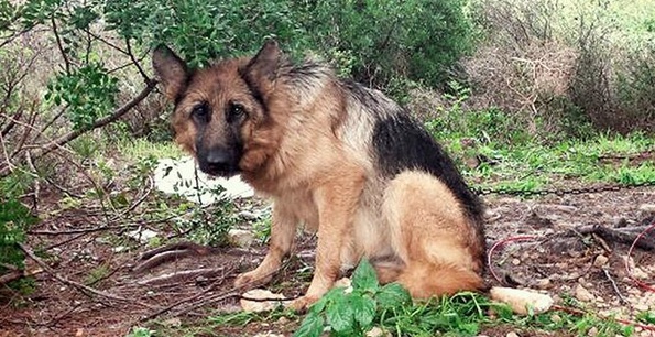 Miccy è morta a bastonate nel suo giardino