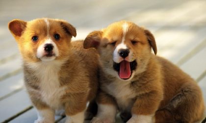 Montichiari: 5600 mq per i nostri amici a quattro zampe