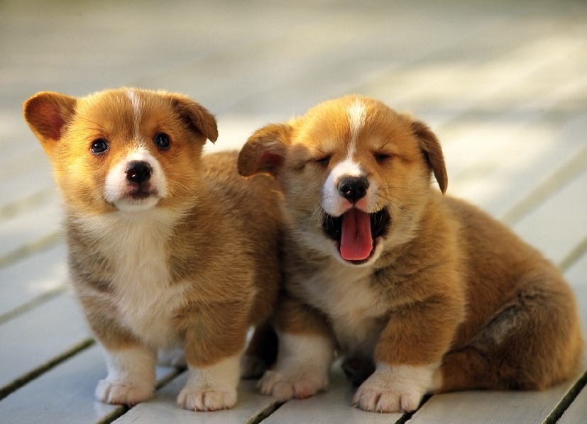 Montichiari: 5600 mq per i nostri amici a quattro zampe