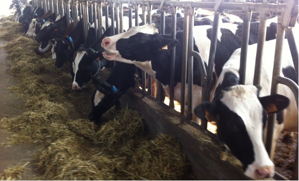 Montichiari: «Le nostre stalle stanno chiudendo»