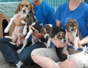 Montichiari: confermate condanne su Green Hill