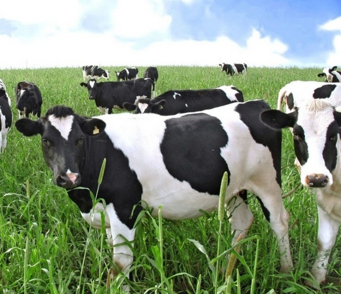 Zootecnia e sostenibilità al centro dell’attenzione nel seminario 2020