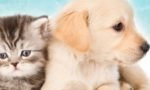 "Un buono per la felicità", arriva il contributo per l'adozione di cani e gatti abbandonati