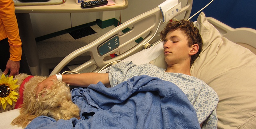 Negli ospedali lombardi potranno accedere cani e gatti