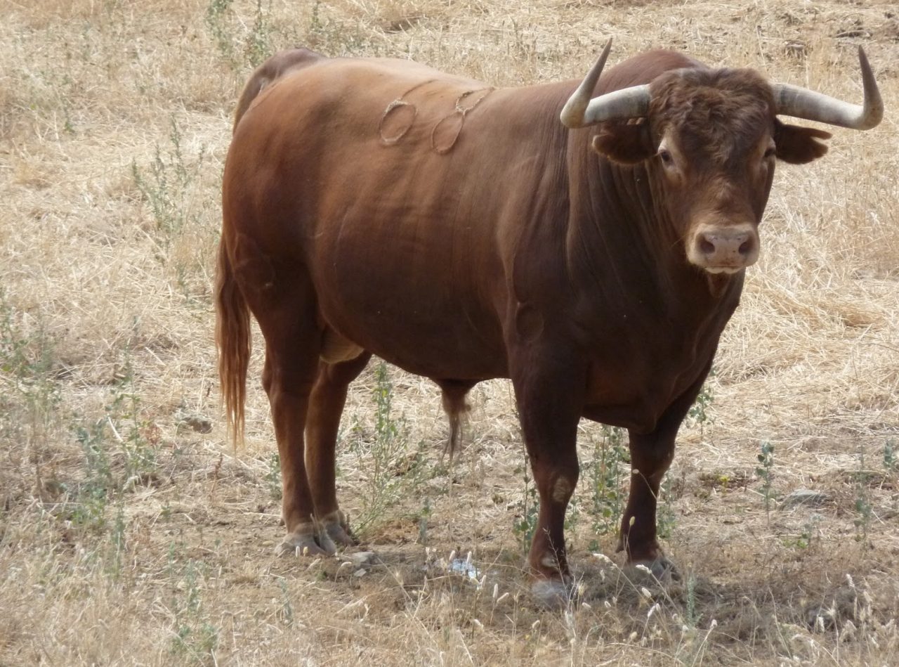 Nel panico: toro di 800 chili in fuga