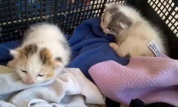 Niente civiltà da quando si abbandonano mici indifesi sulla ciclabile