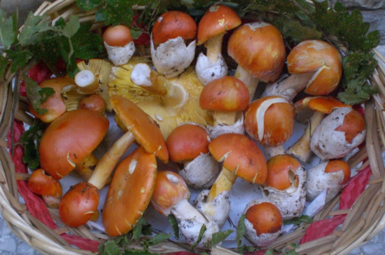 No Limits per la raccolta funghi in Valtrompia